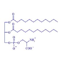 Phosphatidylserine(PS)